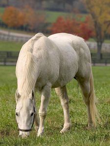 Preview wallpaper horse, grass, food, autumn