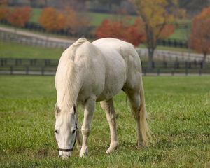 Preview wallpaper horse, grass, food, autumn