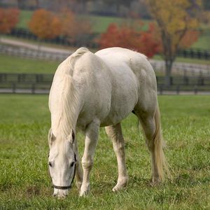 Preview wallpaper horse, grass, food, autumn