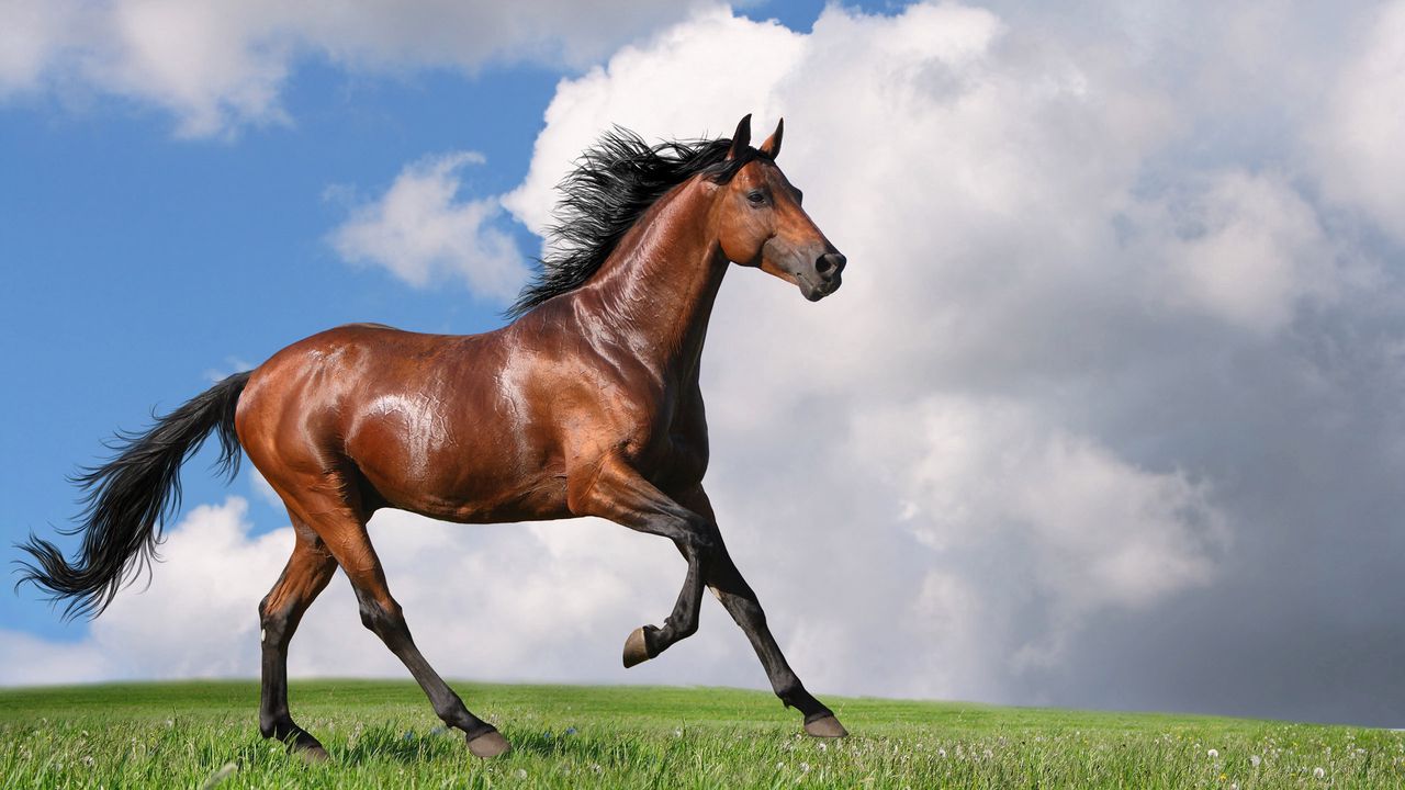 Wallpaper horse, grass, jogging, nature
