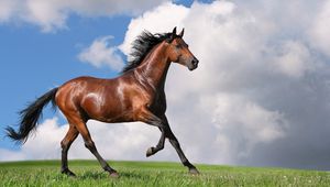 Preview wallpaper horse, grass, jogging, nature