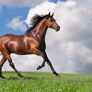 Preview wallpaper horse, grass, jogging, nature