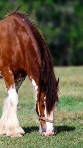 Preview wallpaper horse, grass, male, care