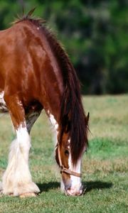 Preview wallpaper horse, grass, male, care