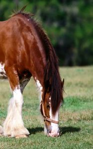 Preview wallpaper horse, grass, male, care