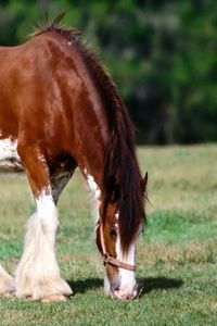Preview wallpaper horse, grass, male, care
