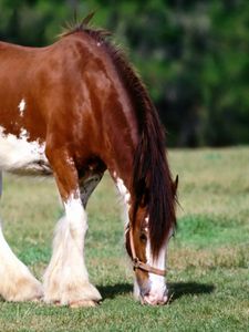 Preview wallpaper horse, grass, male, care