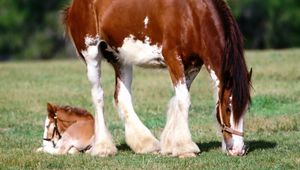 Preview wallpaper horse, grass, male, care