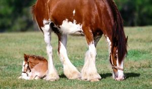 Preview wallpaper horse, grass, male, care