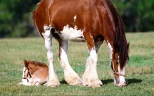 Preview wallpaper horse, grass, male, care