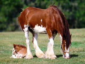 Preview wallpaper horse, grass, male, care