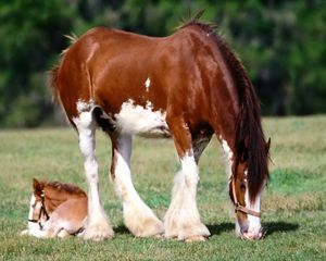 Preview wallpaper horse, grass, male, care