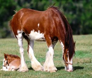 Preview wallpaper horse, grass, male, care