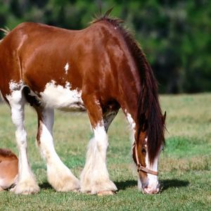 Preview wallpaper horse, grass, male, care