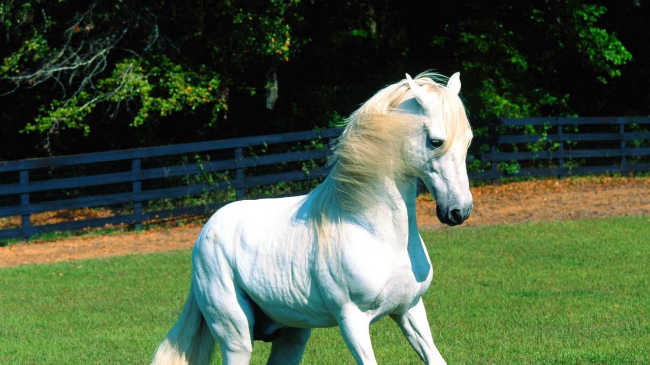 Wallpaper horse, grass, mane, beautiful