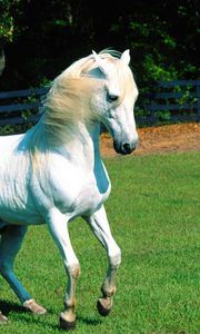 Preview wallpaper horse, grass, mane, beautiful