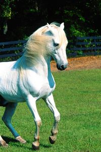 Preview wallpaper horse, grass, mane, beautiful