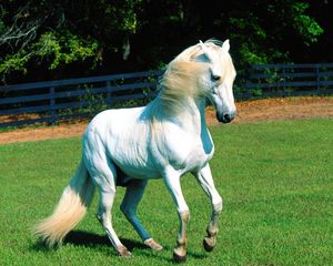 Preview wallpaper horse, grass, mane, beautiful