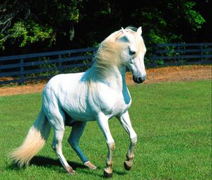 Preview wallpaper horse, grass, mane, beautiful