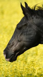 Preview wallpaper horse, grass, mane, wind