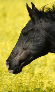 Preview wallpaper horse, grass, mane, wind