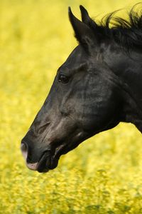 Preview wallpaper horse, grass, mane, wind