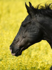 Preview wallpaper horse, grass, mane, wind