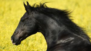 Preview wallpaper horse, grass, mane, wind