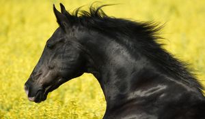 Preview wallpaper horse, grass, mane, wind