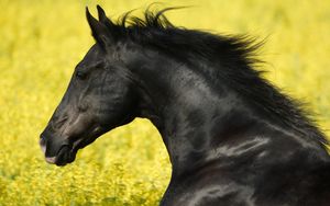 Preview wallpaper horse, grass, mane, wind