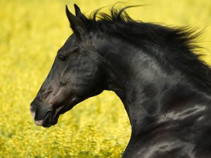 Preview wallpaper horse, grass, mane, wind