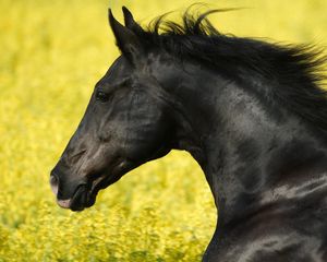 Preview wallpaper horse, grass, mane, wind