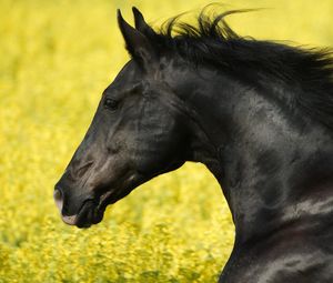 Preview wallpaper horse, grass, mane, wind