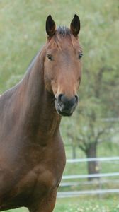 Preview wallpaper horse, grass, mane, muzzle