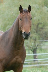 Preview wallpaper horse, grass, mane, muzzle