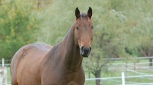 Preview wallpaper horse, grass, mane, muzzle