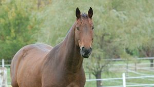 Preview wallpaper horse, grass, mane, muzzle