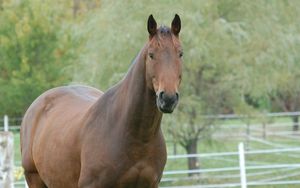 Preview wallpaper horse, grass, mane, muzzle