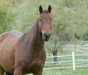 Preview wallpaper horse, grass, mane, muzzle