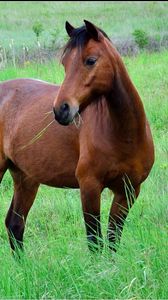 Preview wallpaper horse, grass, meadow, brown, black