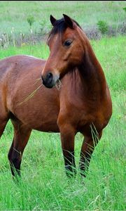 Preview wallpaper horse, grass, meadow, brown, black