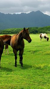 Preview wallpaper horse, grass, pasture