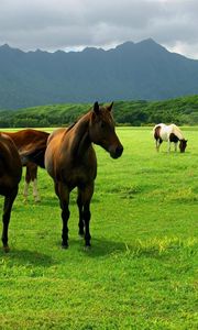 Preview wallpaper horse, grass, pasture