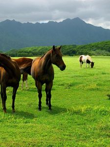 Preview wallpaper horse, grass, pasture