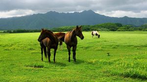 Preview wallpaper horse, grass, pasture