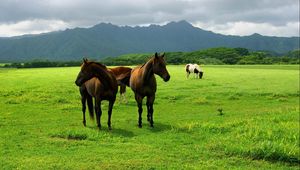 Preview wallpaper horse, grass, pasture