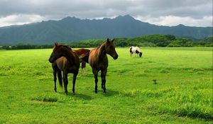 Preview wallpaper horse, grass, pasture