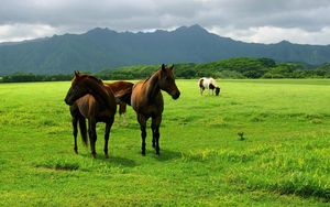 Preview wallpaper horse, grass, pasture