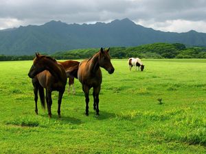 Preview wallpaper horse, grass, pasture