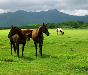 Preview wallpaper horse, grass, pasture